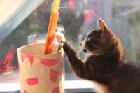 Лот: 8139675. Фото: 6. черный котенок!!!!!!