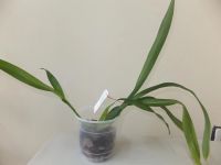 Лот: 3061508. Фото: 2. Орхидея Onc - Miltassia Shelob... Комнатные растения и уход