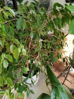 Лот: 25850207. Фото: 2. фикус. Комнатные растения и уход