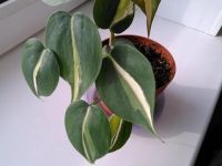 Лот: 10496462. Фото: 2. филодендрон медиоптика триколор. Комнатные растения и уход