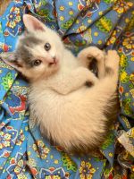 Лот: 20594498. Фото: 2. Продам котят. Животные и уход