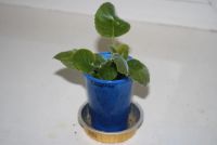 Лот: 4472850. Фото: 2. Глоксиния Скарлет (детка). Комнатные растения и уход