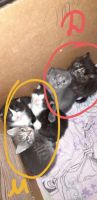 Лот: 16772410. Фото: 2. Котята. Животные и уход