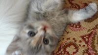 Лот: 4224353. Фото: 4. Отдам красивых котят. Красноярск