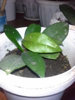 Лот: 6771126. Фото: 3. Хойя карноза!. Растения и животные