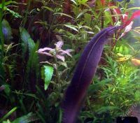 Лот: 1663555. Фото: 3. макрогнатус. Растения и животные