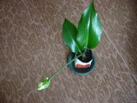 Лот: 13231938. Фото: 3. Амазонская лилия (эухарис) , большая... Растения и животные