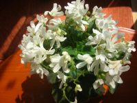 Лот: 3001349. Фото: 2. Фиалка " Lunar Lily " (стартер... Комнатные растения и уход