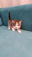 Лот: 15930361. Фото: 4. Котята. Красноярск
