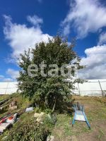 Лот: 20847633. Фото: 13. Продам участок 10 сот. Новосибирское...