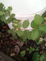 Лот: 12029002. Фото: 4. вишня войлочная саженец №64. Красноярск