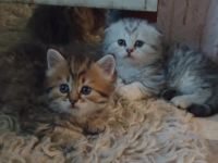 Лот: 4262390. Фото: 3. Шикарные Шотлаты. Сделайте себе... Растения и животные