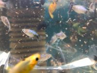 Лот: 16094298. Фото: 5. Пицилия голубая