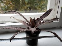 Лот: 18075713. Фото: 2. Криптантус Фостера (Cryptanthus... Комнатные растения и уход