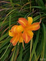 Лот: 9645092. Фото: 2. Саженец Лилейник. Семена, рассада, садовые растения