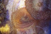 Лот: 5307686. Фото: 5. Родактис бычий глаз (Rhodactis...