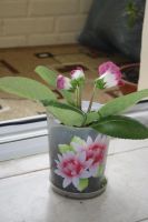 Лот: 4152909. Фото: 2. Глоксиния в горшке (цена - за... Комнатные растения и уход