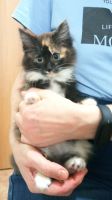 Лот: 19579804. Фото: 2. Котенок. Животные и уход