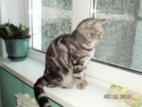 Лот: 2681231. Фото: 3. Шотландские котята. Растения и животные