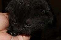 Лот: 6225774. Фото: 3. котенок вислоухий шотландец. Растения и животные