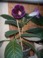 Лот: 3744850. Фото: 2. Цветущая глоксиния. Комнатные растения и уход