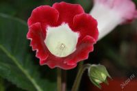 Лот: 2900649. Фото: 2. Глоксиния 48 (цветущее растение... Комнатные растения и уход