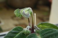 Лот: 4198603. Фото: 4. Глоксиния махровая 2 (всё растение... Красноярск