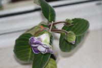 Лот: 3054328. Фото: 4. Глоксиния 19 (цветёт). Красноярск