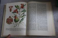 Лот: 19260743. Фото: 6. Попов Е.Б. Сад и огород в доме...