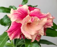 Лот: 17590522. Фото: 2. Адениум Peach Fairy. Комнатные растения и уход