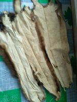 Лот: 8434737. Фото: 5. Шкурки норки светлые (охота этого...