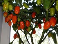 Лот: 15790430. Фото: 3. Habanero Gambia Red. Очень острый... Для дачи, дома, огорода, бани, парка