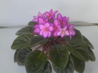 Лот: 2234448. Фото: 2. фиалка Kev's Heavenly Star( детка... Комнатные растения и уход