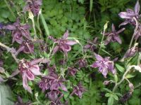 Лот: 2822724. Фото: 6. Аквилегия - водосбор, многолетник...