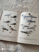 Лот: 16017227. Фото: 3. Книга про птиц. Литература, книги