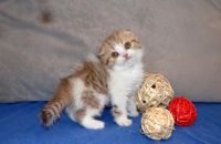 Лот: 7332521. Фото: 2. Девочка вислоухая очаровашка). Животные и уход