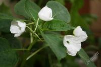 Лот: 1922015. Фото: 2. Бальзамин. Комнатные растения и уход