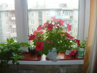 Лот: 5370455. Фото: 2. Петуния суперкаскадная. Семена, рассада, садовые растения