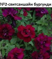 Лот: 21509266. Фото: 2. Вегетативная петуния. Семена, рассада, садовые растения
