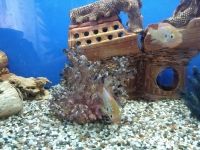 Лот: 15799180. Фото: 4. Хромис Неоновый,Меланохромис Ауратус... Красноярск