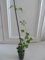 Лот: 3923760. Фото: 3. Клематис Аваланч. Для дачи, дома, огорода, бани, парка