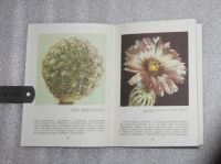 Лот: 21426057. Фото: 5. Книга о кактусах. Залетаева И...