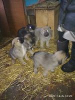 Лот: 16971184. Фото: 2. Отдам щенят. Животные и уход