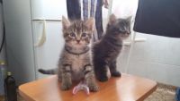 Лот: 7299804. Фото: 7. Очаровательный котёнок!!!