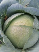 Лот: 20854859. Фото: 2. Капуста. Продукты