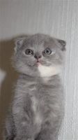Лот: 1253030. Фото: 3. Шотландские вислоухие котята. Растения и животные