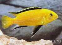Лот: 8328351. Фото: 2. Лабидохромис желтый (Labidochromis... Аквариумистика