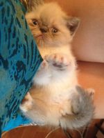 Лот: 7352519. Фото: 4. Продам котенка персидская экзот... Красноярск