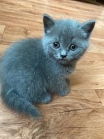 Лот: 7983319. Фото: 2. Шотландские котята. Животные и уход