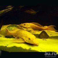 Лот: 16200485. Фото: 6. Плекостомус, Плекостомус альбино...